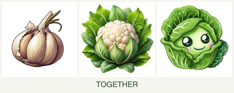 Can you plant garlic, cauliflower and cabbage together?