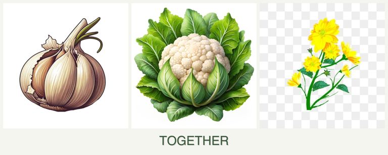 Can you plant garlic, cauliflower and calendula together?