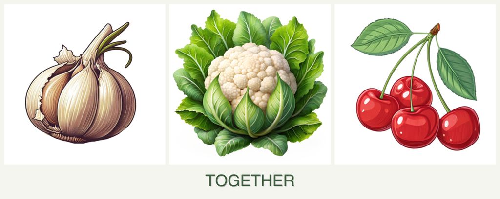 Can you plant garlic, cauliflower and cherries together?