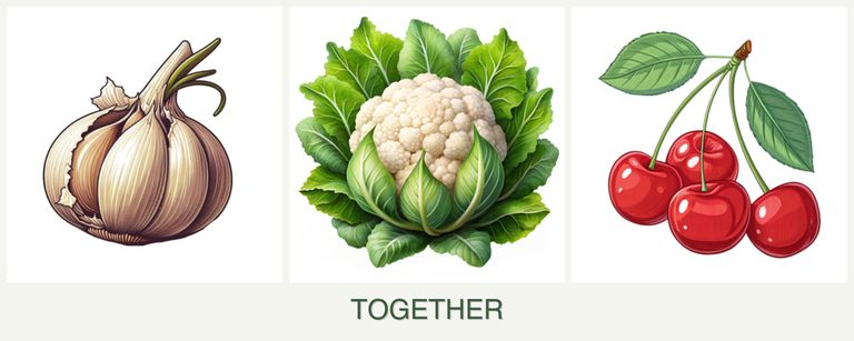 Can you plant garlic, cauliflower and cherries together?