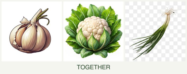 Can you plant garlic, cauliflower and chives together?