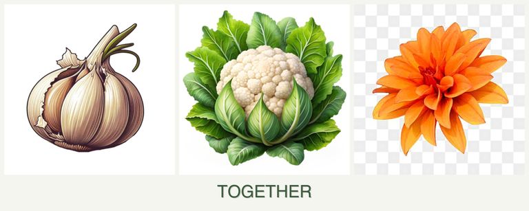 Can you plant garlic, cauliflower and dahlias together?