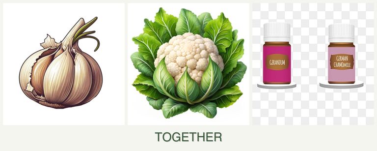 Can you plant garlic, cauliflower and geraniums together?