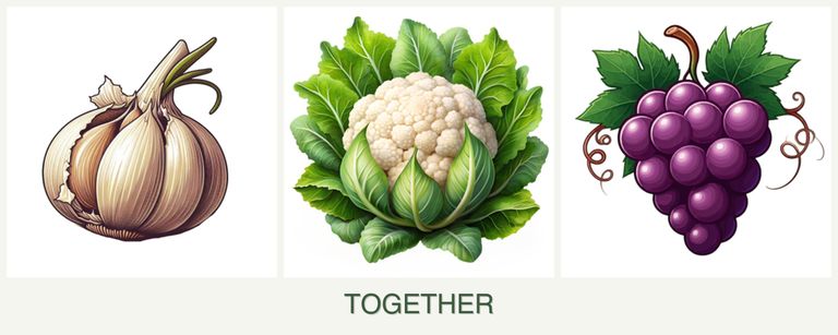 Can you plant garlic, cauliflower and grapes together?