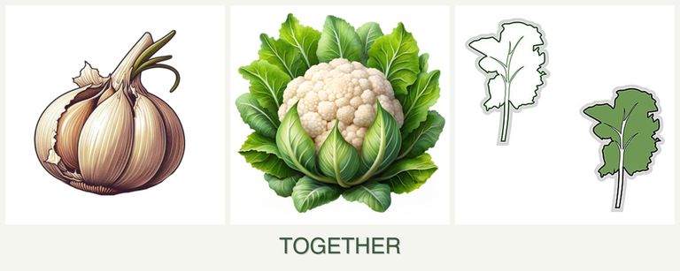 Can you plant garlic, cauliflower and kale together?