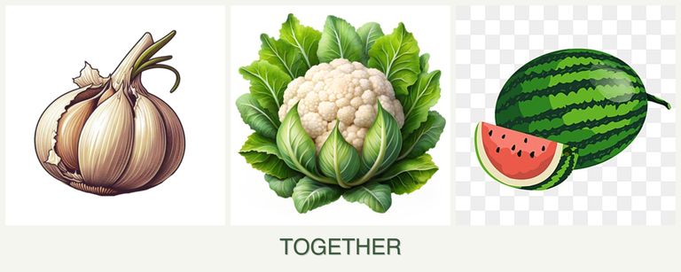 Can you plant garlic, cauliflower and melons together?