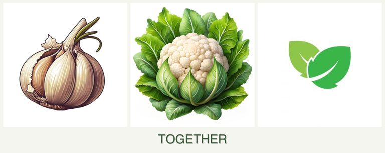 Can you plant garlic, cauliflower and mint together?