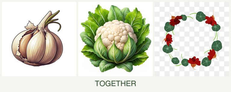 Can you plant garlic, cauliflower and nasturtiums together?