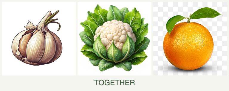 Can you plant garlic, cauliflower and oranges together?