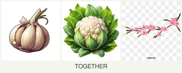 Can you plant garlic, cauliflower and peaches together?