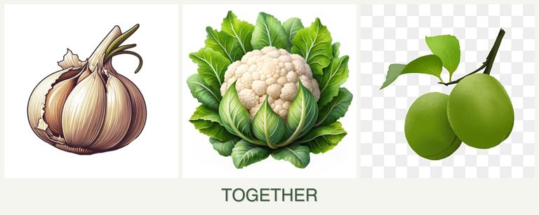 Can you plant garlic, cauliflower and plums together?