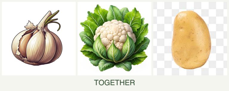 Can you plant garlic, cauliflower and potatoes together?