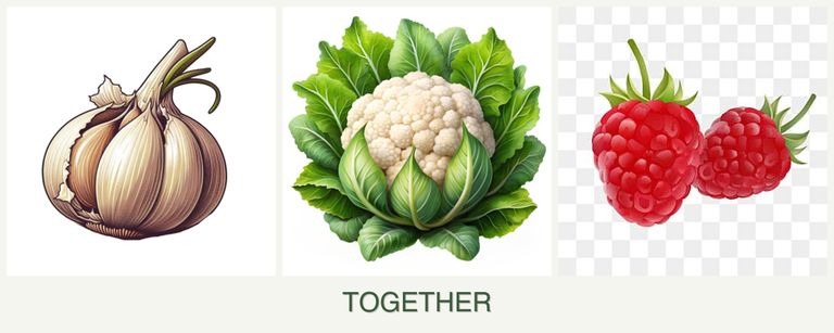 Can you plant garlic, cauliflower and raspberries together?