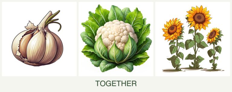 Can you plant garlic, cauliflower and sunflowers together?