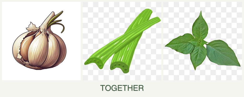 Can you plant garlic, celery and basil together?