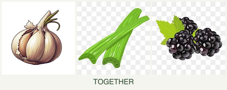 Can you plant garlic, celery and blackberries together?