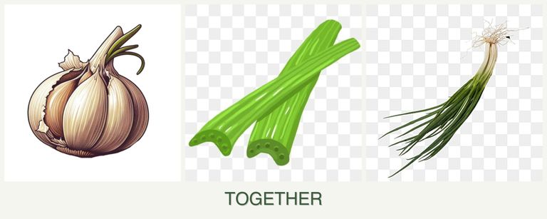 Can you plant garlic, celery and chives together?