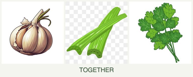 Can you plant garlic, celery and cilantro together?