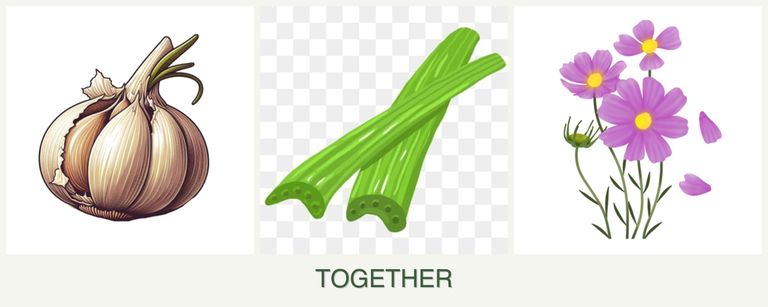 Can you plant garlic, celery and cosmos together?