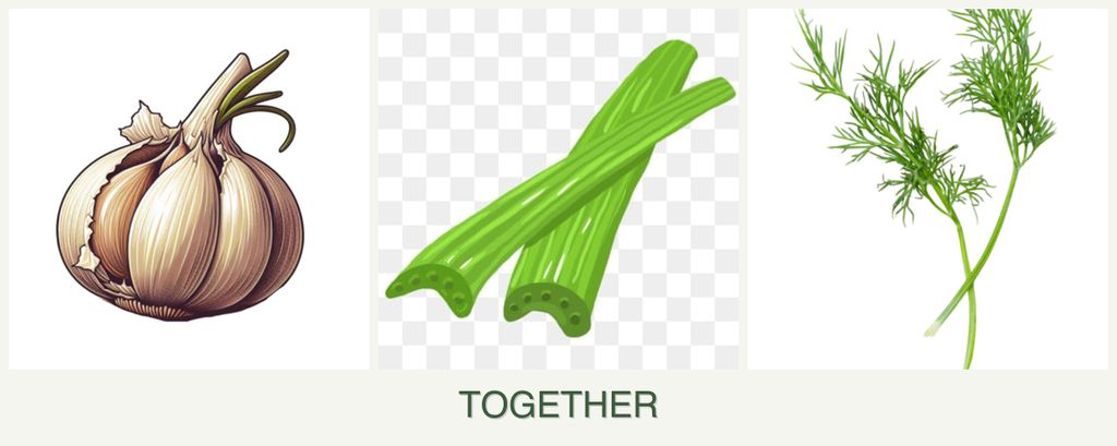 Can you plant garlic, celery and dill together?