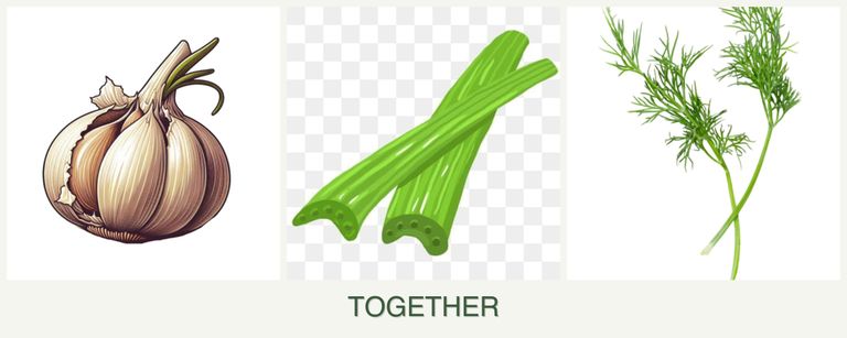 Can you plant garlic, celery and dill together?