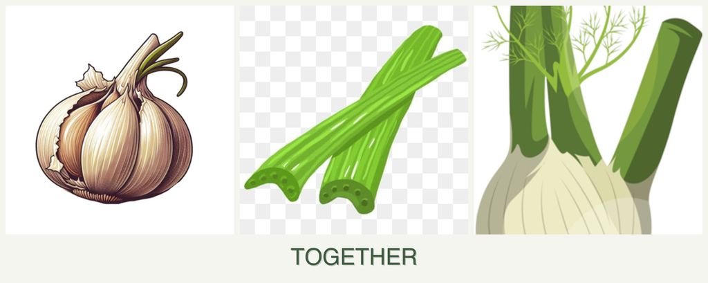 Can you plant garlic, celery and fennel together?
