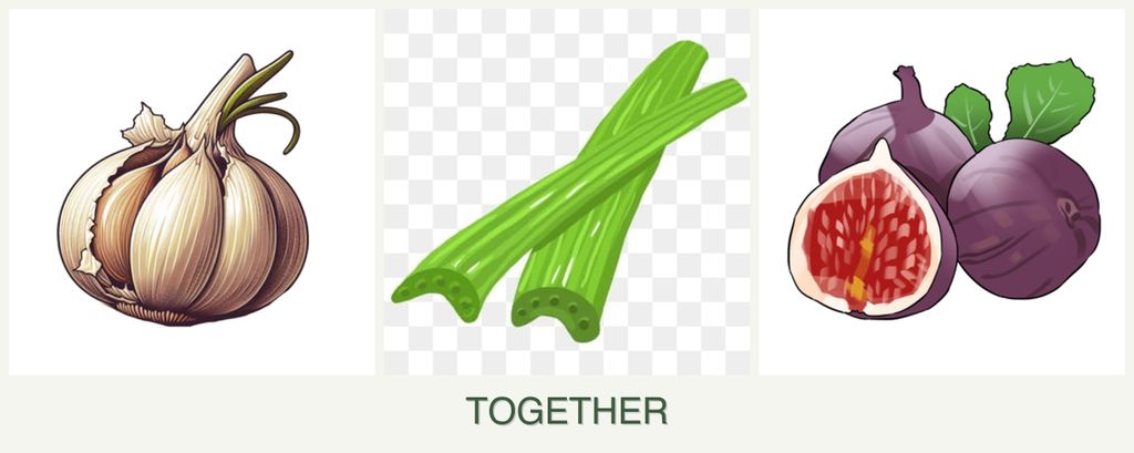Can you plant garlic, celery and figs together?