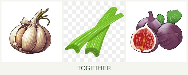 Can you plant garlic, celery and figs together?