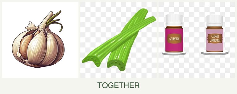 Can you plant garlic, celery and geraniums together?