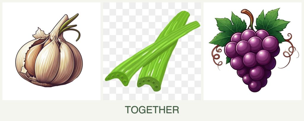 Can you plant garlic, celery and grapes together?
