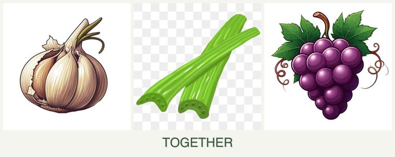 Can you plant garlic, celery and grapes together?