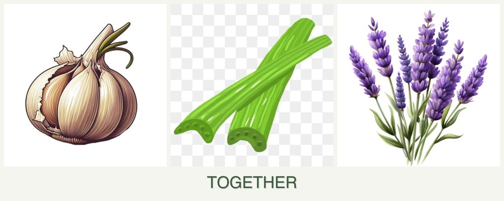 Can you plant garlic, celery and lavender together?