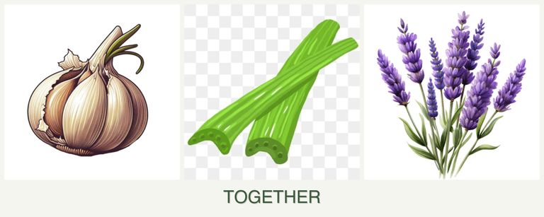 Can you plant garlic, celery and lavender together?