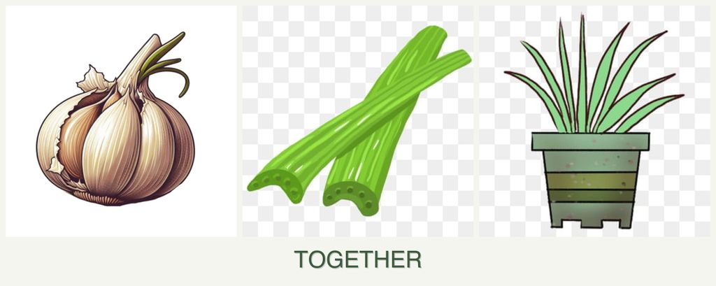 Can you plant garlic, celery and lemongrass together?