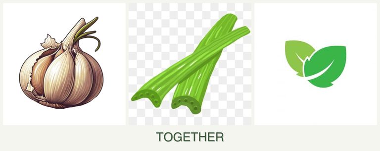 Can you plant garlic, celery and mint together?