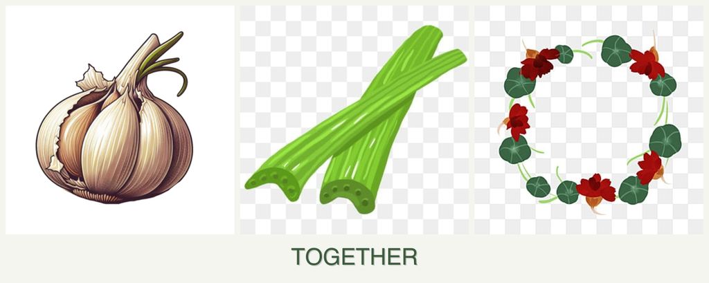 Can you plant garlic, celery and nasturtiums together?