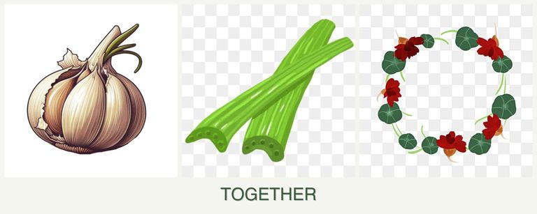 Can you plant garlic, celery and nasturtiums together?