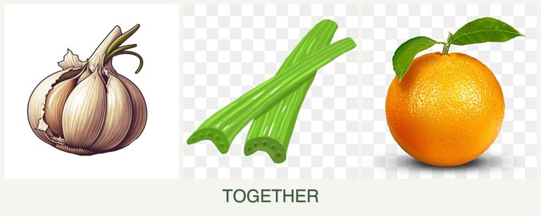 Can you plant garlic, celery and oranges together?