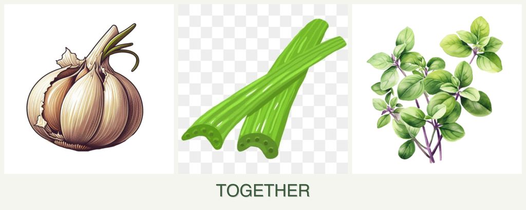 Can you plant garlic, celery and oregano together?