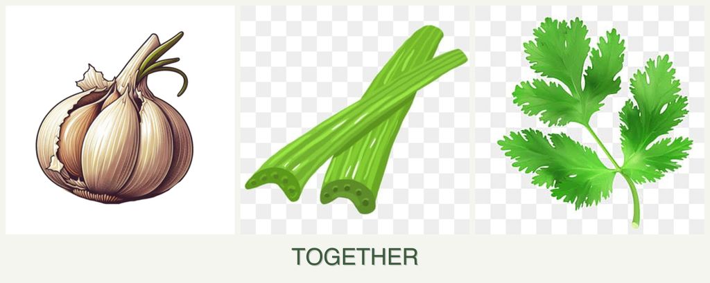 Can you plant garlic, celery and parsley together?