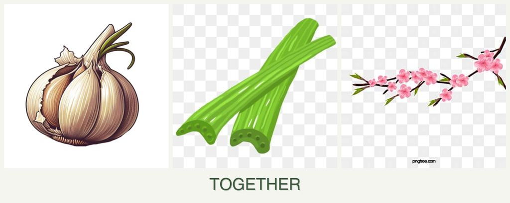 Can you plant garlic, celery and peaches together?