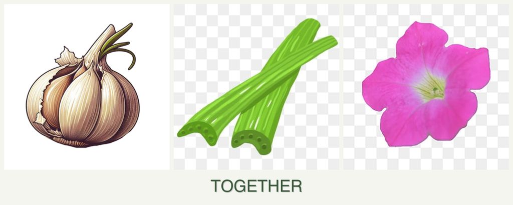 Can you plant garlic, celery and petunias together?