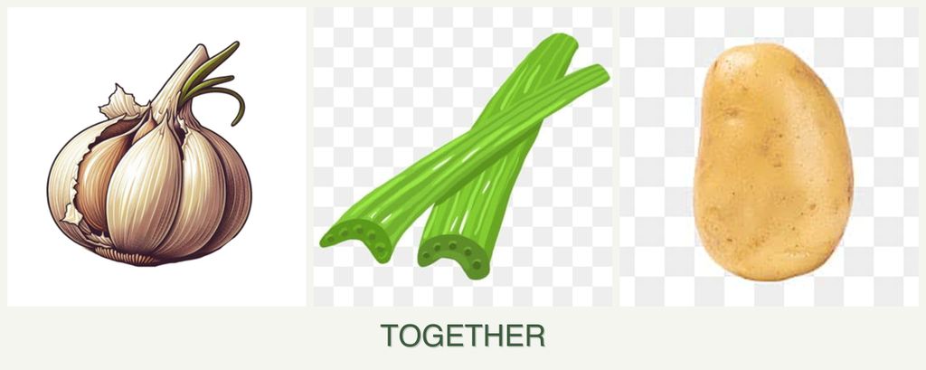 Can you plant garlic, celery and potatoes together?