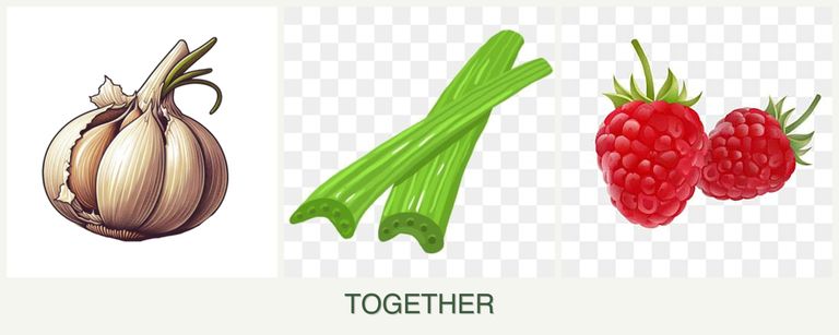 Can you plant garlic, celery and raspberries together?