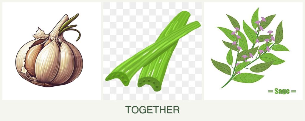 Can you plant garlic, celery and sage together?