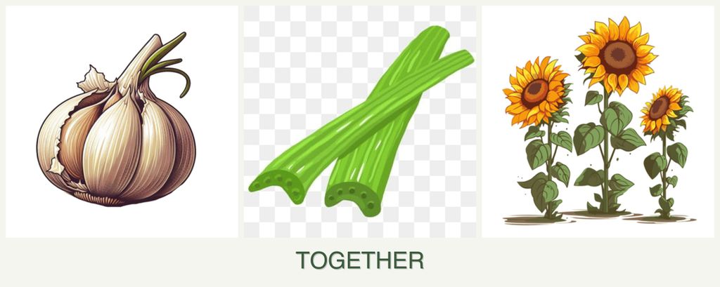 Can you plant garlic, celery and sunflowers together?