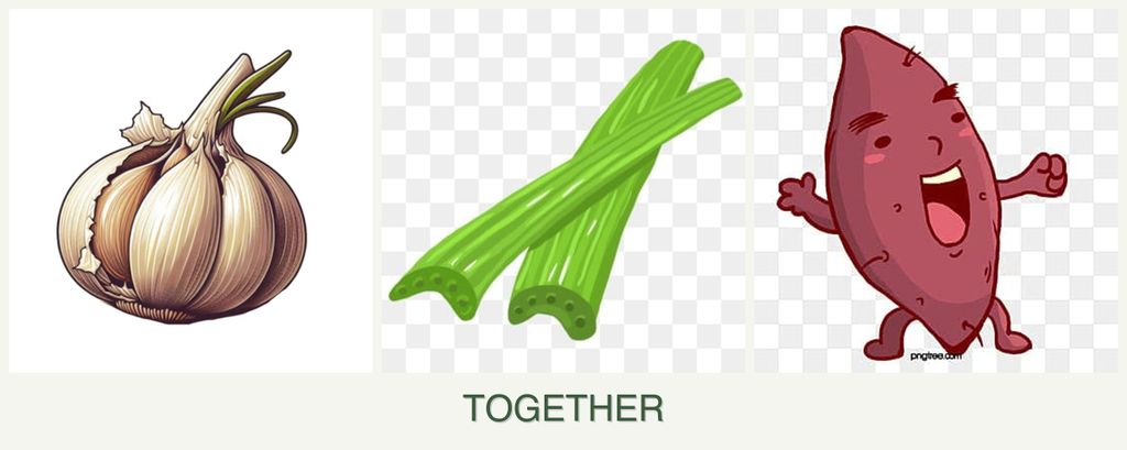 Can you plant garlic, celery and sweet potatoes together?