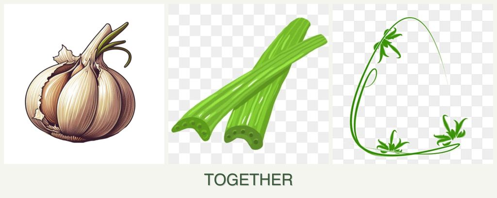 Can you plant garlic, celery and tarragon together?