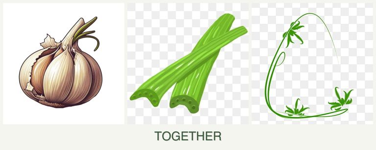 Can you plant garlic, celery and tarragon together?