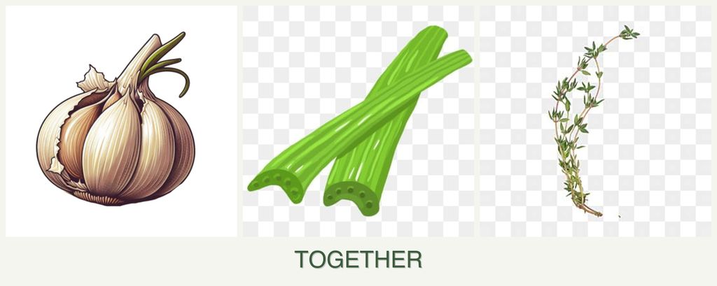 Can you plant garlic, celery and thyme together?